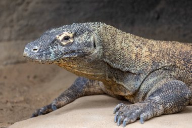 Komodo Ejderhası, kertenkeleyi tutsak aldı.