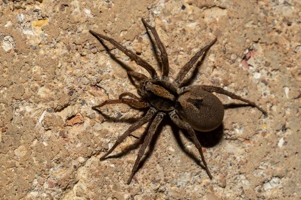 Kurt Örümcek Yerde Avlanıyor — Stok fotoğraf