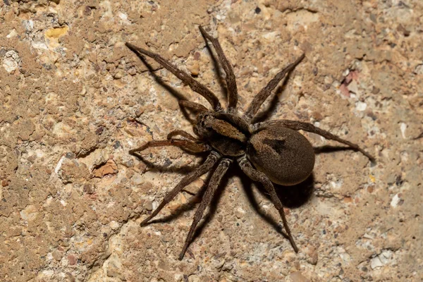 Wolf Spider Caza Tierra —  Fotos de Stock