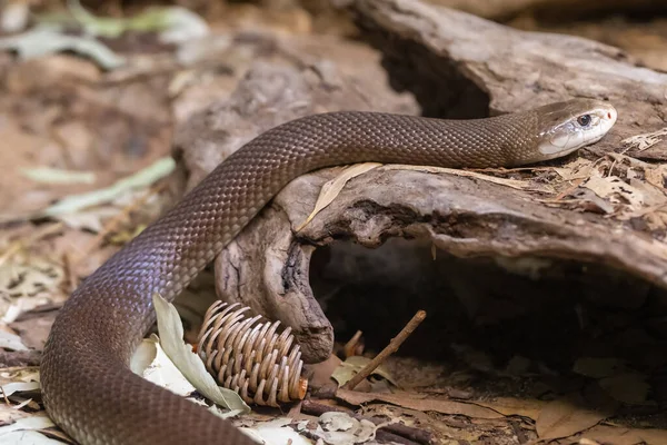 Taipan Costiero Australiano Altamente Velenoso — Foto Stock