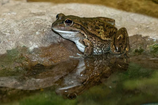 濒危的澳大利亚黄斑蛙 — 图库照片