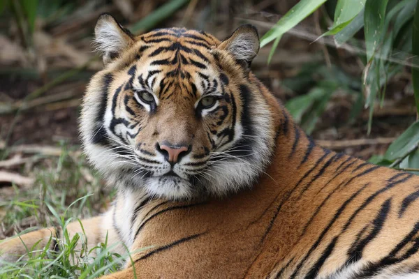 Schwer Gefährdeter Sumatra Tiger Australischem Zoo — Stockfoto