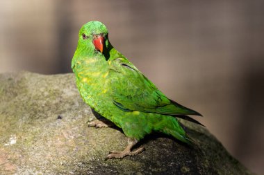 Pullu göğüslü Lorikeet kayanın üzerine tünedi.