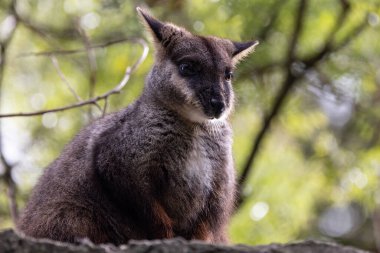 Brush-tailed Rock-wallaby resting on top of rock clipart