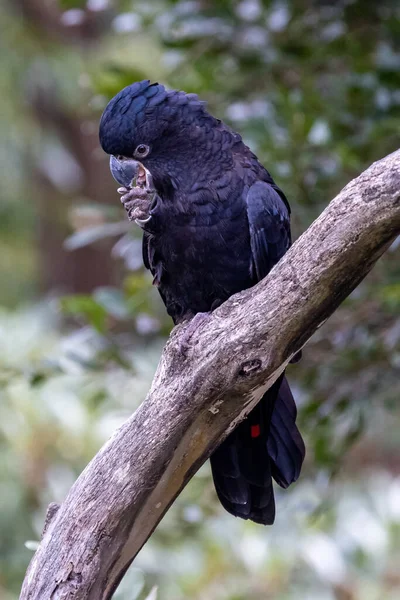 Červenoocasé Černé Kakadu Krmení Ořechu — Stock fotografie
