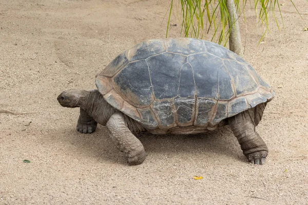 Aldabra Giant Skildpadde Fangenskab - Stock-foto
