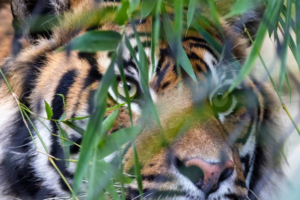 Kriticky Ohrožený Sumatranský Tygr Australské Zoo — Stock fotografie