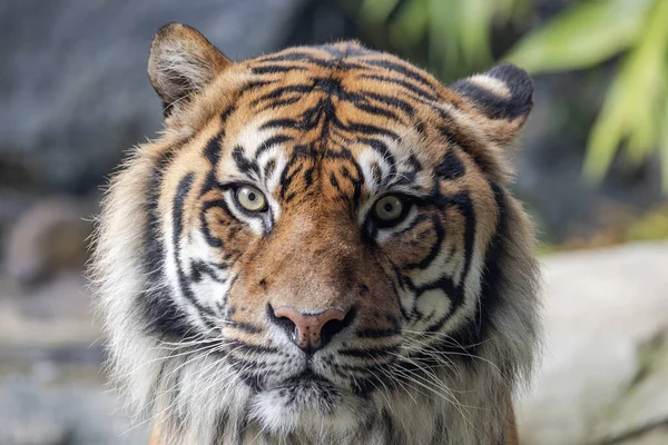 Schwer Gefährdeter Sumatra Tiger Australischem Zoo — Stockfoto