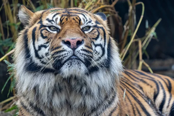 Schwer Gefährdeter Sumatra Tiger Australischem Zoo — Stockfoto