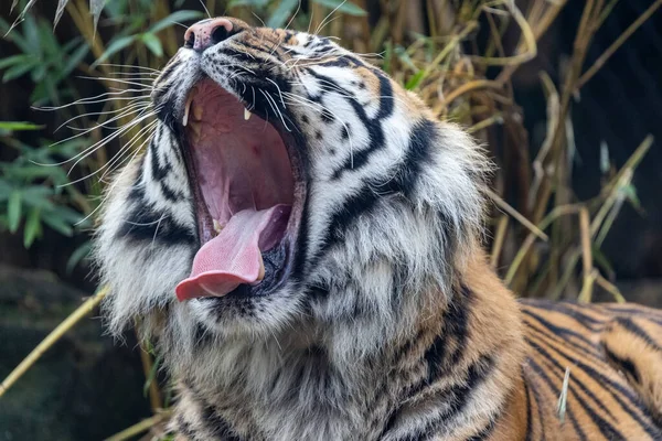 Schwer Gefährdeter Sumatra Tiger Australischem Zoo — Stockfoto