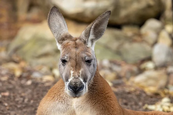 Közelről Buck Red Kenguru — Stock Fotó