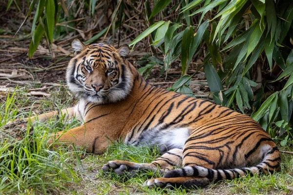 Schwer Gefährdeter Sumatra Tiger Australischem Zoo — Stockfoto