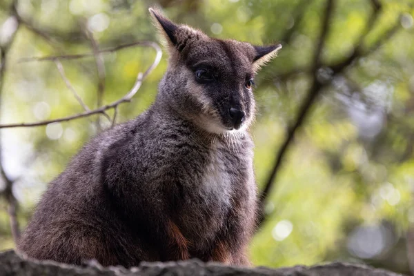 Ecsetfarkú Szikla Wallaby Pihen Szikla Tetején — Stock Fotó