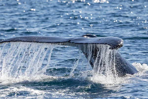 Вода Відкачує Китовий Хвіст Горбатого Кита Під Час Занурення — стокове фото