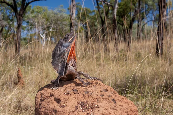 Australian Frilled Lizard on termite mound