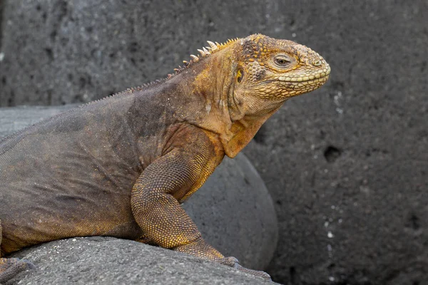 Terra Galápagos Iguana Rochas — Fotografia de Stock