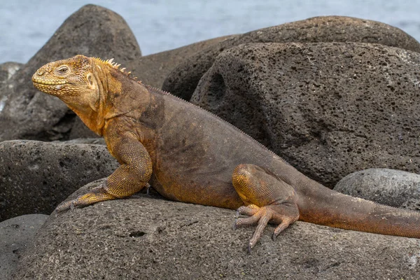 Galapagos Kara Guanası Kayalıklarda — Stok fotoğraf