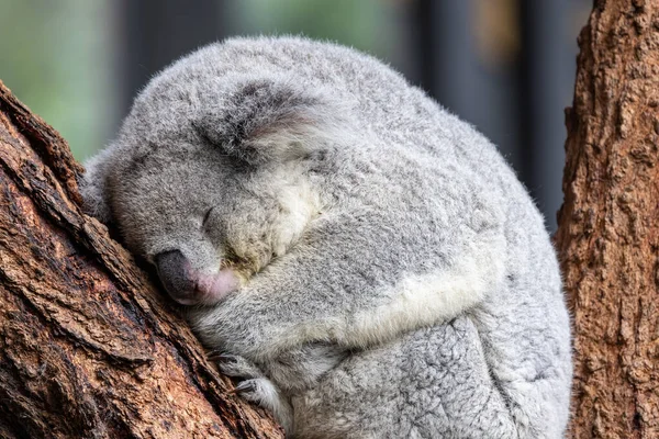 Koala Schläft Einem Baum — Stockfoto