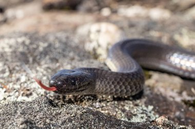 Avustralya Doğu Küçük Gözlü Yılan Dilini titretiyor