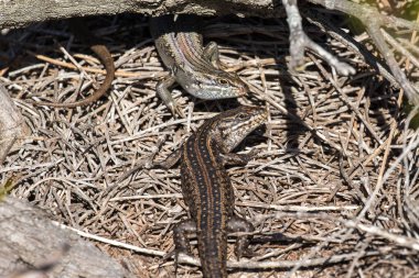 White 's Skinks kaya sığınaklarının önünde güneşleniyor.