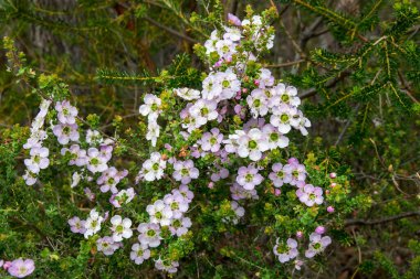Çiçekteki T Ağacı bitkileri