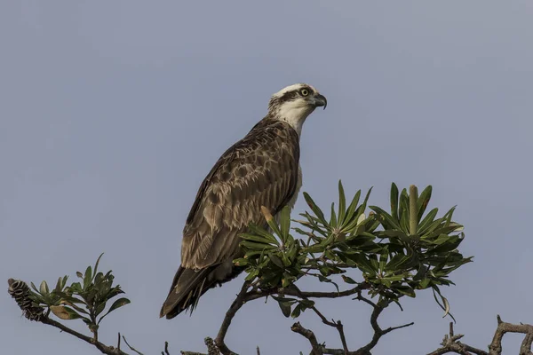 Osprey Encaramado Banksia Tree — Foto de Stock