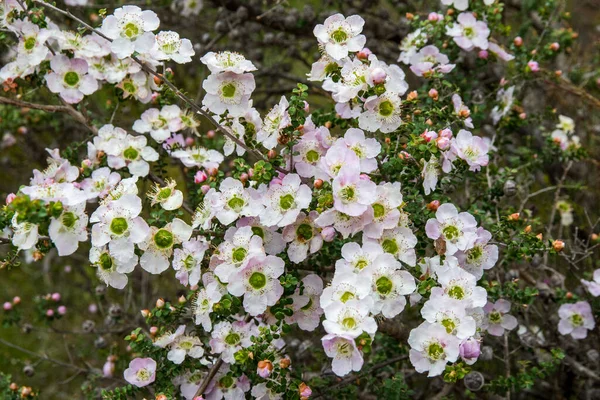 花にオーストラリアの木の植物 — ストック写真