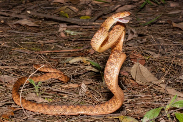 Αυστραλιανό Brown Tree Snake Άμυνα — Φωτογραφία Αρχείου