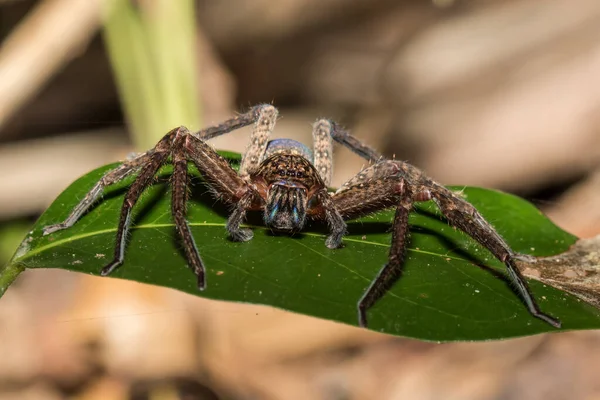 Cazador Araña Descansando Sobre Hoja Verde — Foto de Stock