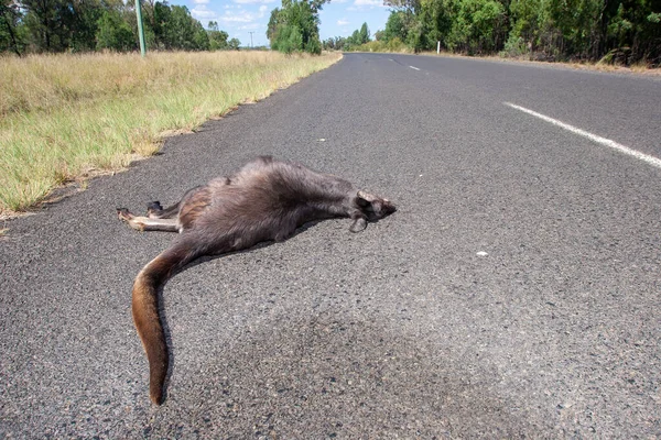 Wallaroo Euro Kanguru Yeni Güney Galler Avustralya Yolunda Ölü Yatıyor — Stok fotoğraf