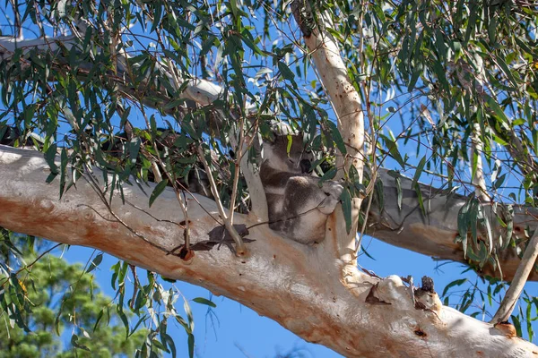 Koala sleeping in Gum Tree