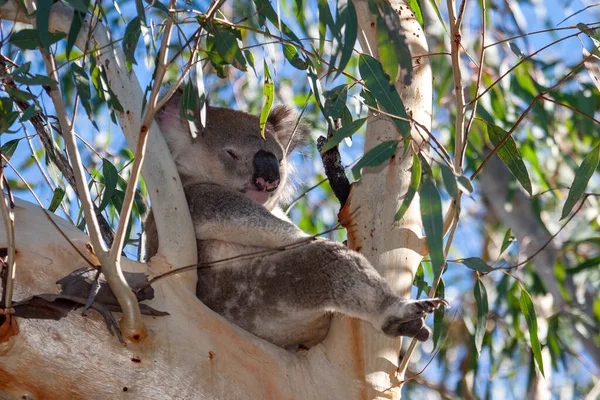 Koala Durmiendo Árbol Goma —  Fotos de Stock