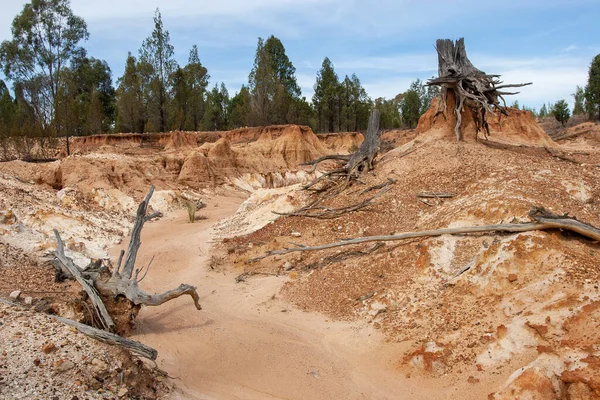 Cypress Pine Tree Stumps Eroded Ground — Stock fotografie