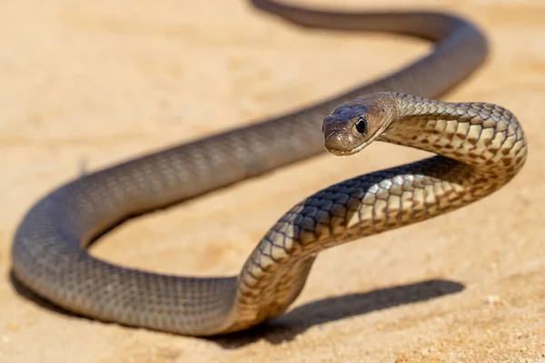 Australian Eastern Brown Snake Sendo Defensivo — Fotografia de Stock