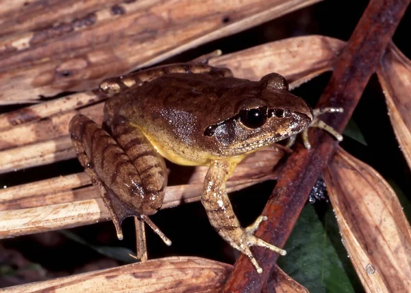 Endangered Australian Northern Stuttering Frog — Fotografia de Stock