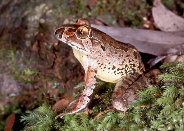 Hotade Australiensiska Giantbarred Frog — Stockfoto