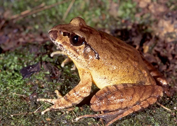 Endangered Australian Northern Stuttering Frog — ストック写真
