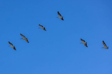 Avustralya Pelikanı sürüsü uçuyor.