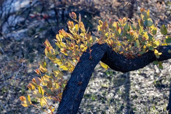 Epikorrektes Wachstum Zwerg Apfelbaum Nach Brand — Stockfoto