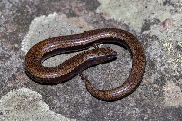 Skink Tres Dedos Descansando Sobre Roca Arenisca — Foto de Stock