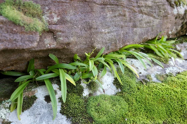 Orchidea Della Cipolla Liparis Reflexa Che Cresce Sulla Faccia Della — Foto Stock