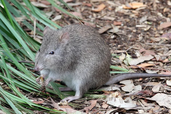 Long Nosed Potoroo Feeding Mushroom — Stock Photo, Image