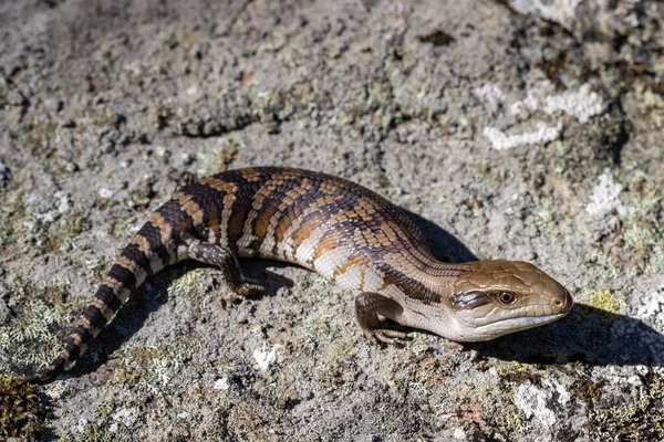 Primer Plano Lagarto Lengua Azul Oriental —  Fotos de Stock