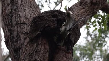 Kookaburra gülerek bir termit yuvasına yuva kazıyor.