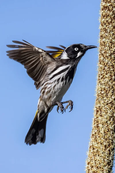 草の木の蜜を食べるニューホランド ハニーティーター — ストック写真