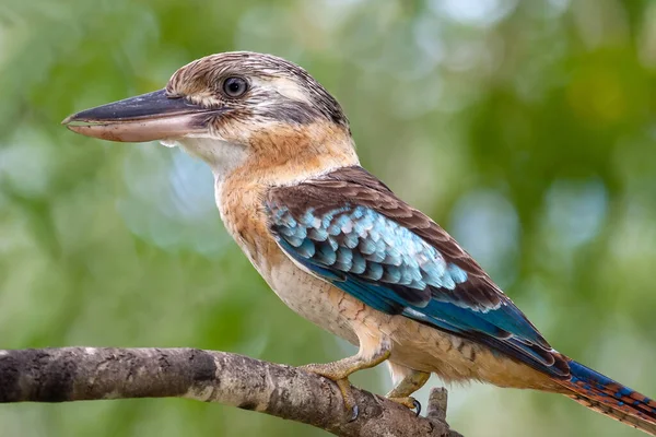 Kookaburra Asa Azul Empoleirado Árvore — Fotografia de Stock