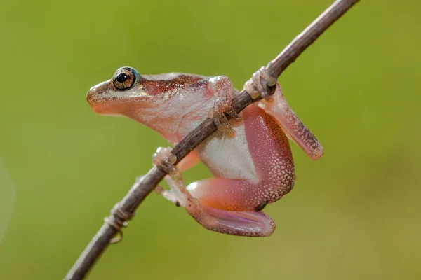 Northern Dwarf Tree Frog Tree Branch — Stock Photo, Image