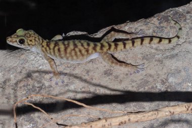 Avustralyalı Dev Mağara Gecko kayanın üzerinde