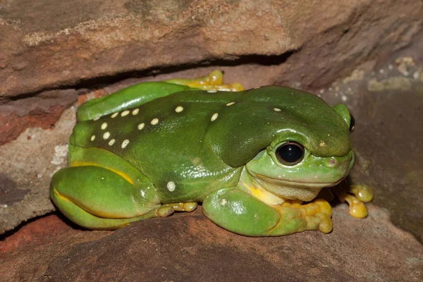 Den Spektakulära Australian Magnificent Tree Frog — Stockfoto