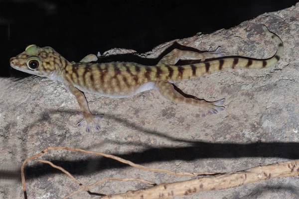 Australiska Jätte Grotta Gecko Sten — Stockfoto
